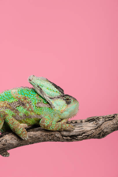 istock beautiful exotic chameleon sitting on tree branch isolated on pink 1041196382