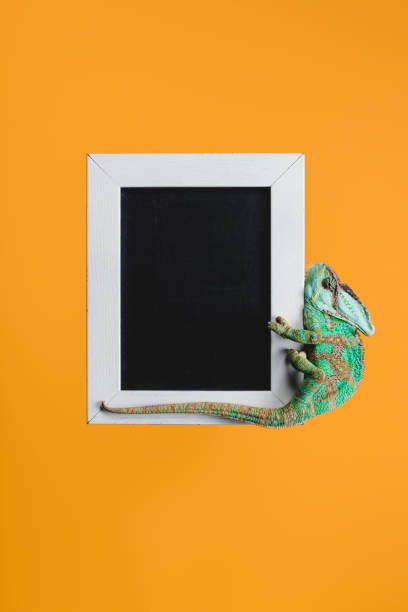 istock beautiful bright green chameleon on blackboard in white frame isolated on orange 1041196392