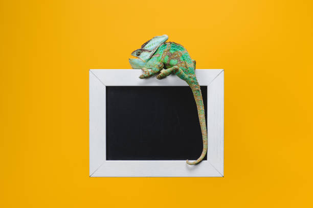 istock beautiful bright green chameleon on blackboard in white frame isolated on yellow 1041196404