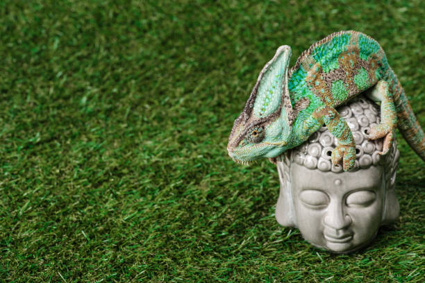 istock beautiful bright green chameleon sitting on Buddha head 1041196948