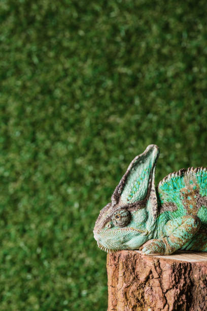 istock beautiful chameleon with camouflage skin sitting on stump 1041197302