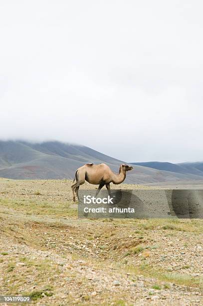 Cammello Della Battriana - Fotografie stock e altre immagini di Ambientazione esterna - Ambientazione esterna, Animale, Animale domestico