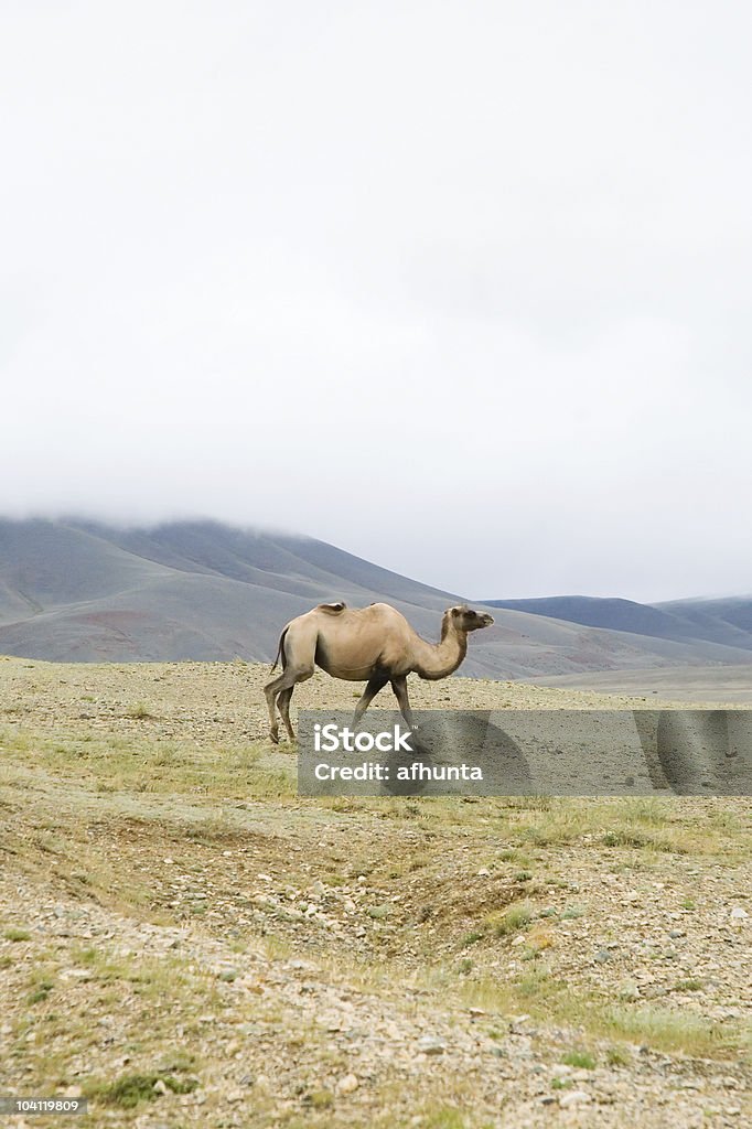 Camelo bactriano - Royalty-free Animal Foto de stock