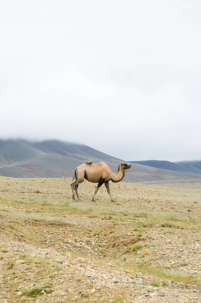 camelo bactriano - bactrian camel camel independent mongolia gobi desert imagens e fotografias de stock