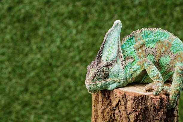 istock green chameleon with camouflage skin sitting on stump 1041198420