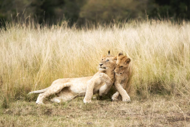 istock Playful lion cubs in the Masai Mara 1041203042