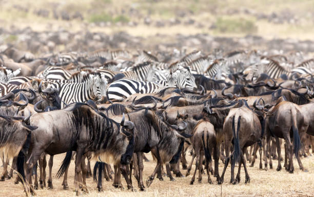 istock Zebra and wildebeest herds in the Masai Mara 1041203100