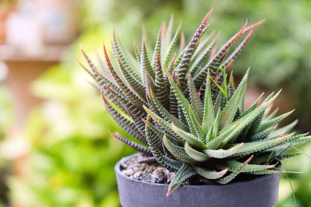 small cactus in pot, succulents or cactus - mammillaria cactus imagens e fotografias de stock