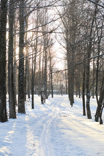 istock A park in the winter in the snow. 1041203794