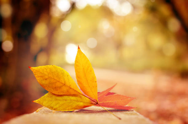 Autumn background with leaves. Fall