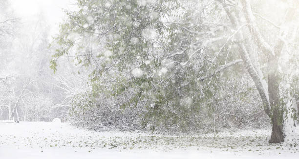 istock A park in the winter in the snow. 1041206258