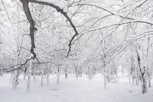 A park in the winter in the snow. Snow-covered winter park and benches. Park and pier for feeding ducks and pigeons.Family on a walk in the snow covered the autumn park."n pigeon family stock pictures, royalty-free photos & images
