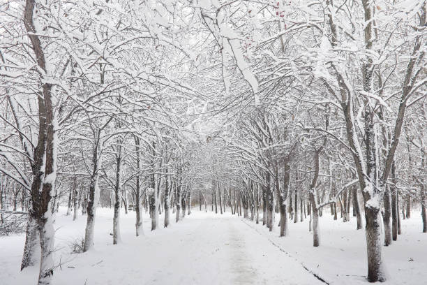 istock A park in the winter in the snow. 1041207026