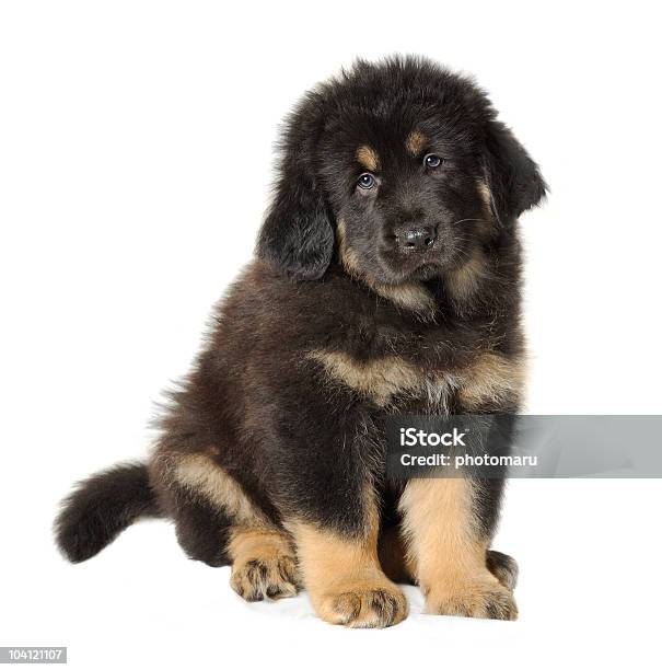 Puppy Tibetan Mastiff Stock Photo - Download Image Now - Animal, Black Color, Canine - Animal