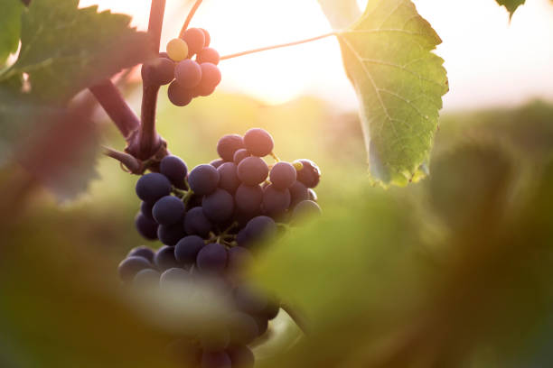 istock Bunch of black grape on sunset 1041212046