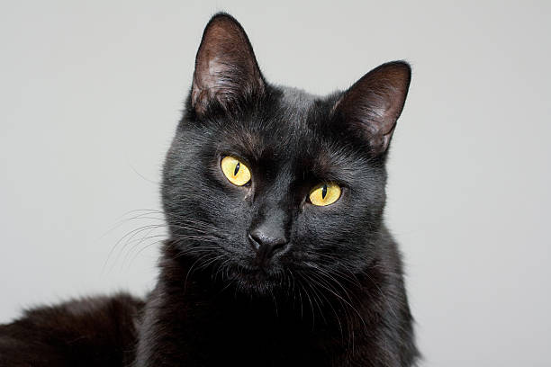 ブラックの猫を見つめる - 4724 ストックフォトと画像