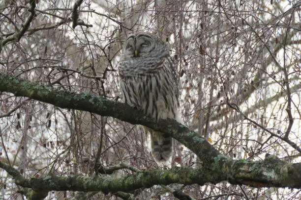 At Terranova in Richmond BC Canada I found this lovely Barred Owl sleeping in the trees
