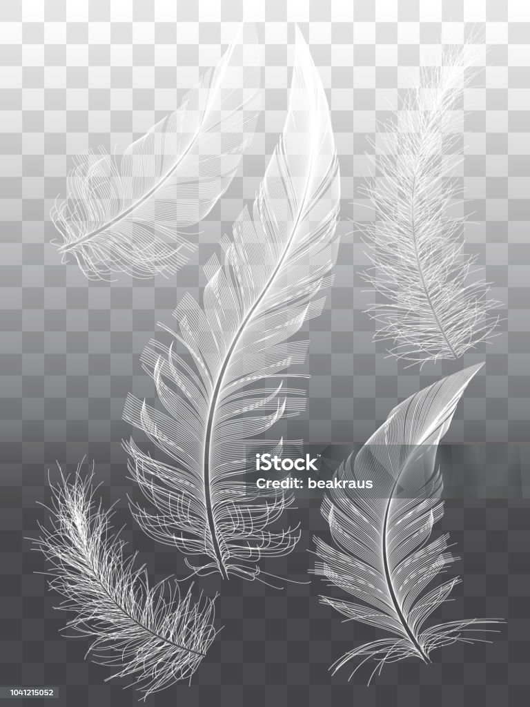 White feathers, set of vector graphic design Detailed white feathers, set of vector graphic design elements, isolated over transparent background Abstract stock vector