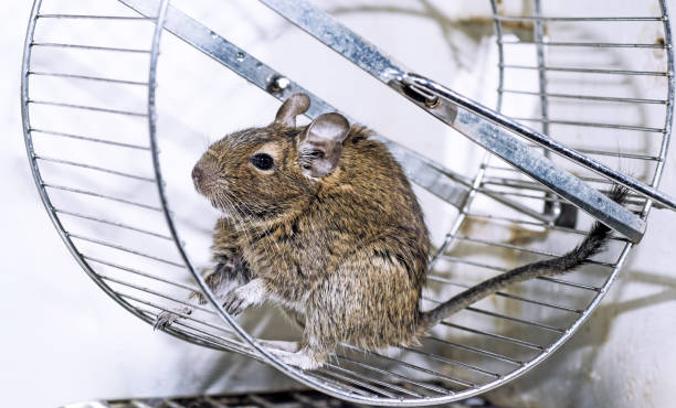 istock Small Australian home pet Degu. Isolated on white background 1041215474