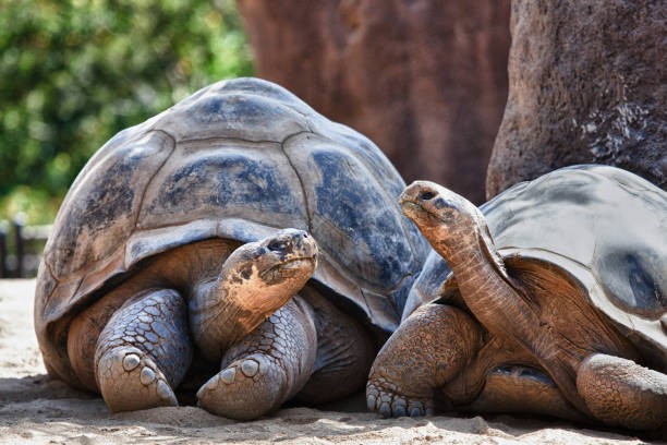 zwei galapagos-schildkröten, ein gespräch, während sie entspannen - landschildkröte stock-fotos und bilder