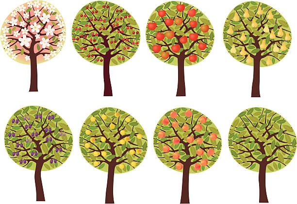 Fruit trees set vector art illustration