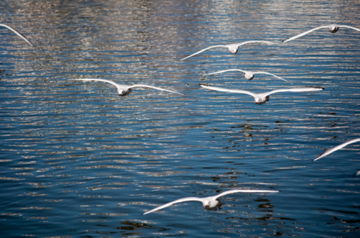 Birds over Snettisham nature reserve.  Greylag geese flying.