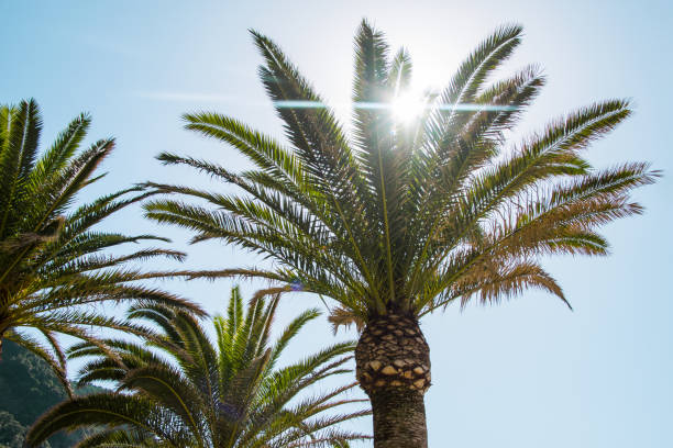 Beautiful palms. Sunny summer day. Vacation abstract photo