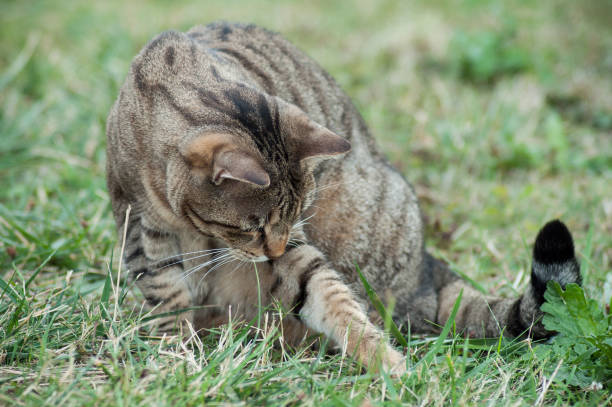 istock grey cat playing with prey  in grass 1041221070