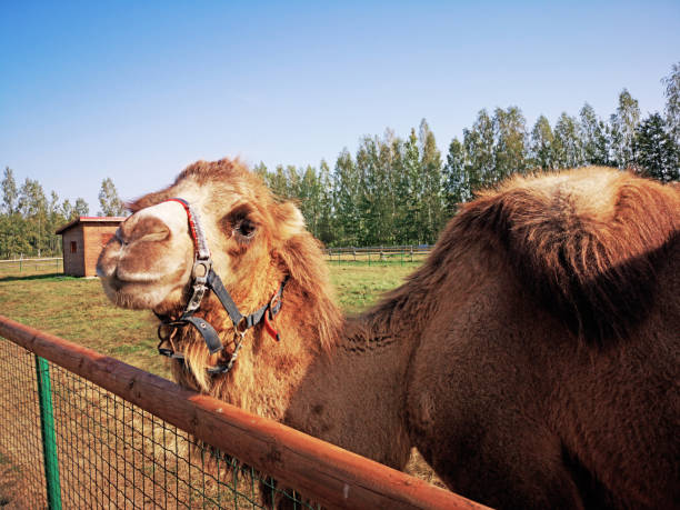 giovane cammello marrone sul campo verde. giornata estiva soleggiata - camel smiling israel animal foto e immagini stock