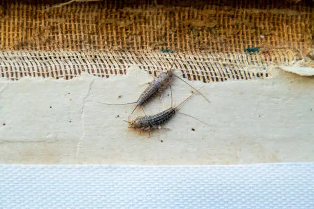 Photo of Pest books and newspapers. Insect feeding on paper - silverfish, lepisma