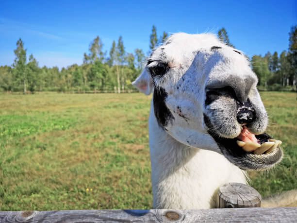 istock Young white llama on green field. Sunny summer day 1041223230