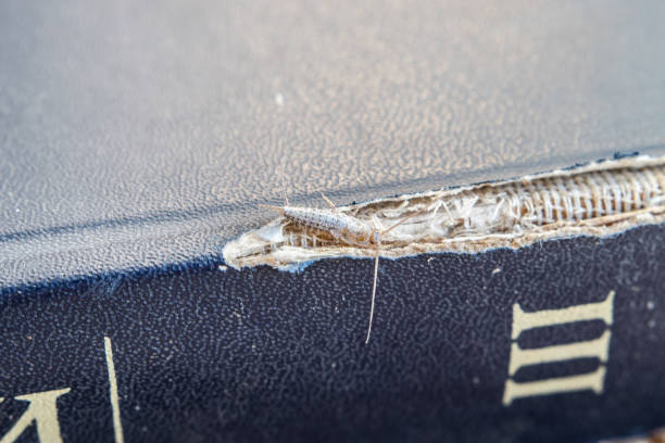 lepisma auf dem tattered cover eines alten buches. pest-bücher und zeitungen. insekt auf dem papier - silberfischchen, lepisma fütterung - fishmoth stock-fotos und bilder