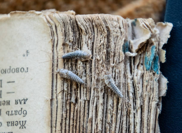 古い本の表紙がボロボロに紙魚 3 個。害虫の本や新聞。紙 - 紙魚の餌昆虫 - fishmoth ストックフォトと画像