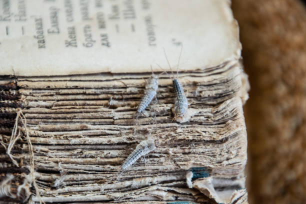 silberfischchen drei stücke auf dem zerrissenen cover eines alten buches. pest-bücher und zeitungen. insekt auf dem papier - silberfischchen fütterung - fishmoth stock-fotos und bilder