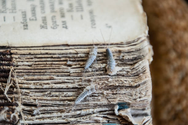 古い本の表紙がボロボロに紙魚 3 個。害虫の本や新聞。紙 - 紙魚の餌昆虫 - fishmoth ストックフォトと画像