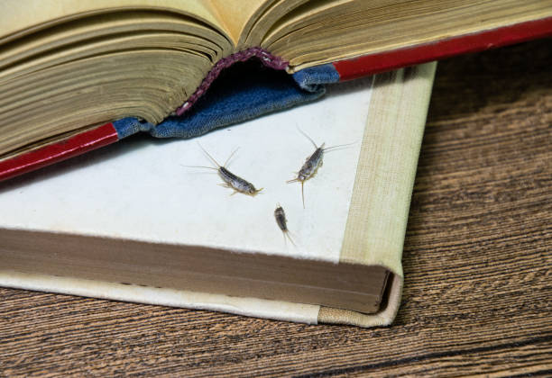 вредитель книг и газет. насекомое, питающиеся бумагой - серебрянки из нескольких штук возле открытой книги. - wingless стоковые фото и изображения