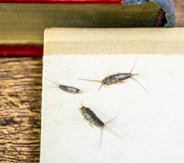 thermobia, pest books and newspapers. insect feeding on paper - silverfish, thermobia - zygentoma imagens e fotografias de stock