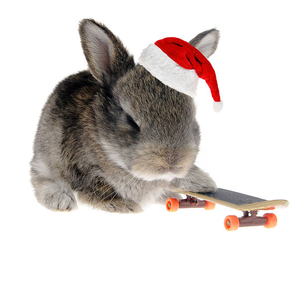 Little rabbit on a skateboard in Santa Claus hat stock photo