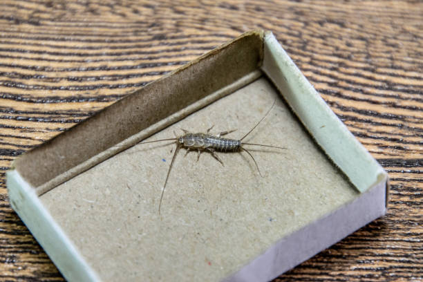 マッチ箱で紙魚。害虫の本や新聞。紙 - 紙魚の餌昆虫 - fishmoth ストックフォトと画像