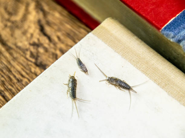 thermobia domestica. pest books and newspapers. lepismatidae insect feeding on paper - silverfish - zygentoma imagens e fotografias de stock