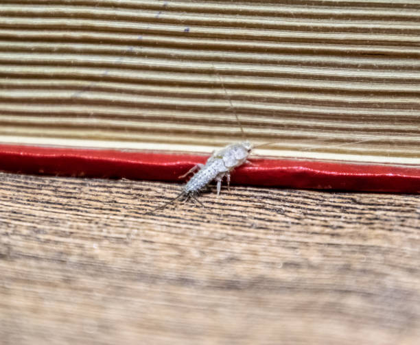 thermobia domestica. plagas los libros y periódicos. lepismatidae insectos alimentándose de papel - pescadito de plata - zygentoma fotografías e imágenes de stock