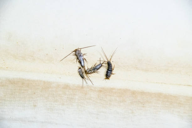 thermobia domestica. plagas los libros y periódicos. lepismatidae insectos alimentándose de papel - pescadito de plata - zygentoma fotografías e imágenes de stock