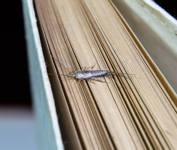 thermobia イエバエ。害虫の本や新聞。紙 - 紙魚の餌もシミ昆虫 - zygentoma ストックフォトと画像