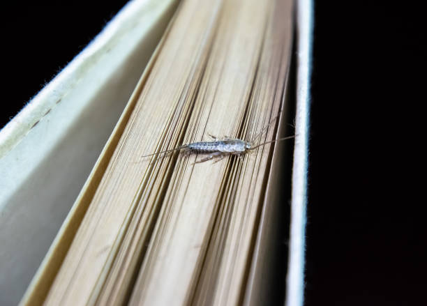 thermobia domestica. pest books and newspapers. lepismatidae insect feeding on paper - silverfish - zygentoma imagens e fotografias de stock