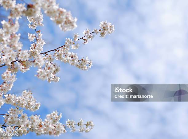 Photo libre de droit de Fleur De Cerisier banque d'images et plus d'images libres de droit de Affectueux - Affectueux, Arbre, Arbre en fleurs