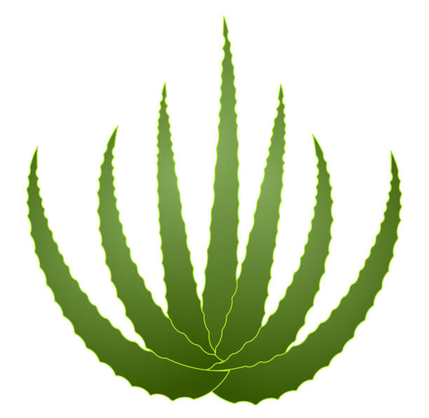 Green aloe vera Green aloe vera icon vector eps 10 aleo vera stock illustrations