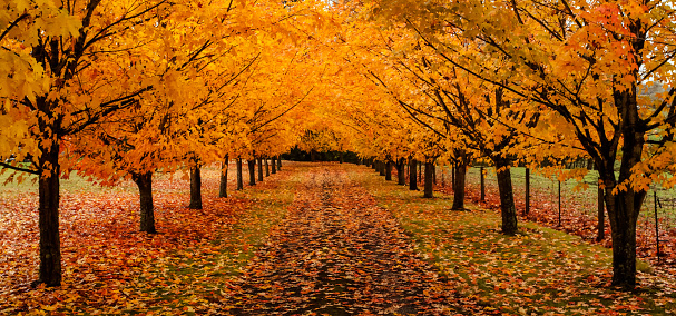 Maple trees along driveway with autumn leaves on the ground panoramic