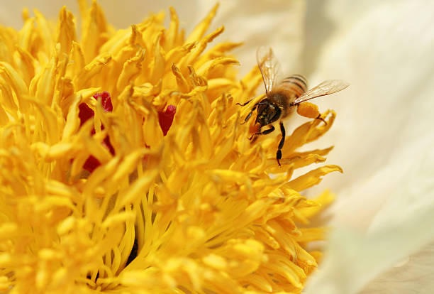 Peônia Honeybee em - foto de acervo