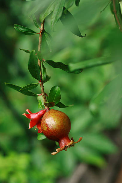 Flor de frutas de romã & - foto de acervo