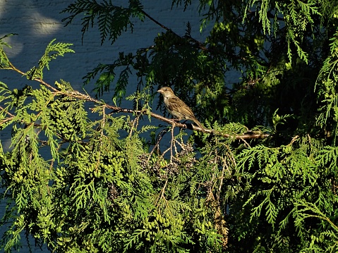 Female house sparrow sitting in a thuja tree